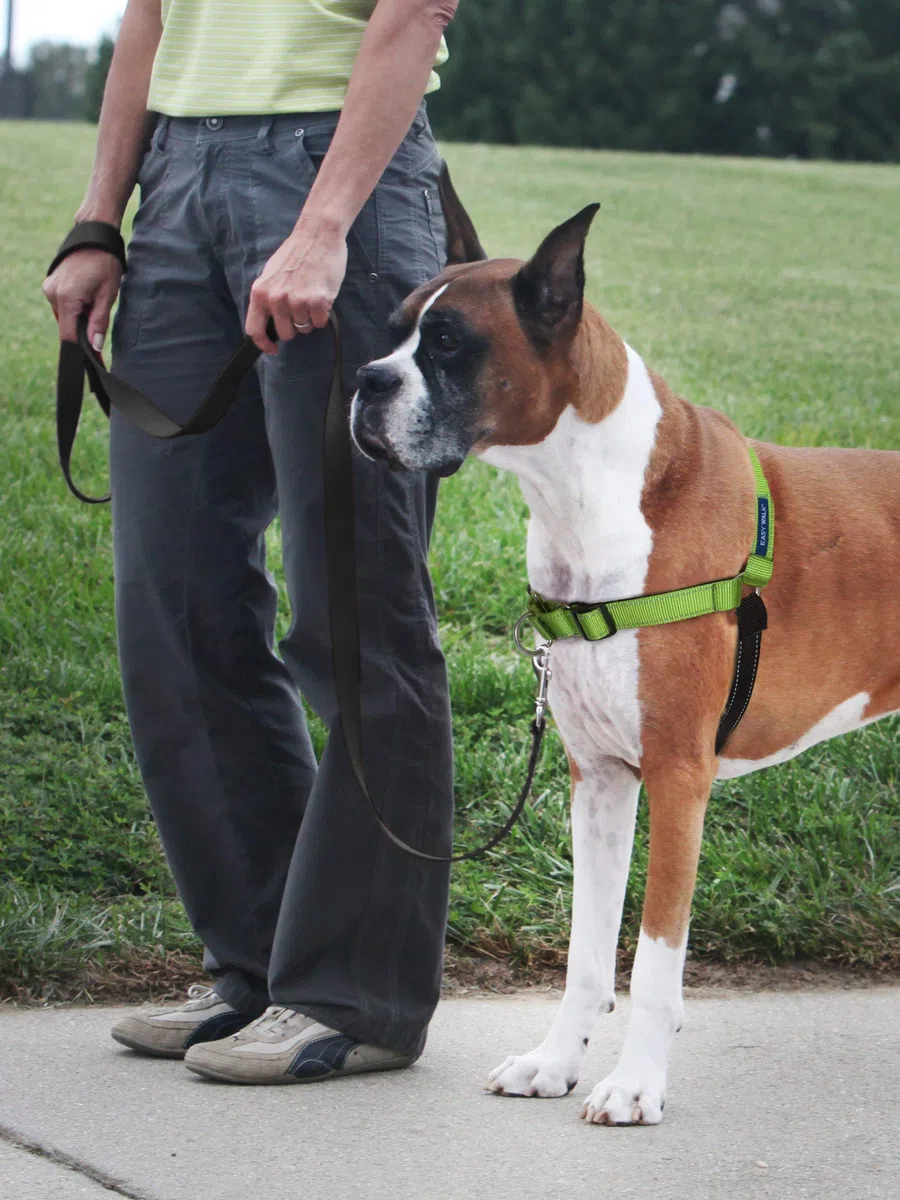 PetSafe Pettorina deluxe per cani Easy Walk, con anello a D per fermare la trazione, per allenamento e comportamento, riflettività, migliora la visibilità in condizioni di scarsa illuminazione, comoda