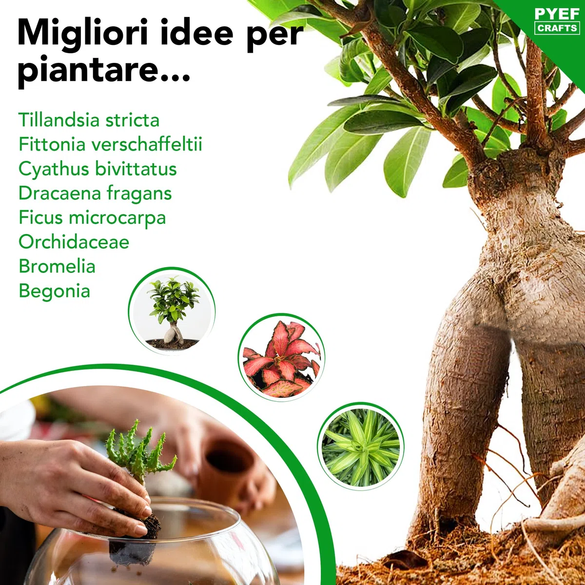 Terrarium Kit XL per un Ecosistema Autosufficiente - DIY Kit Terrario Piante Vetro 4L - Terrarium Vetro XL per Giardino in Bottiglia Ecosistema - (Senza Pianta)