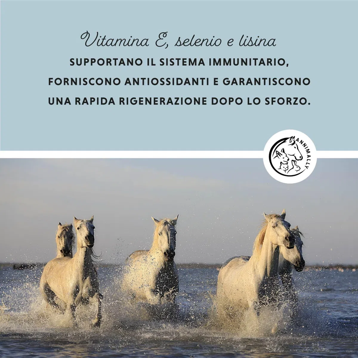 Annimally Selen, Vitamina E, L-Lisina in Polvere per Cavalli 800g - Complesso di Vitamina E, L-Lisina e Selenio per supportare la muscolatura e Le Prestazioni - Integratori per Cavalli