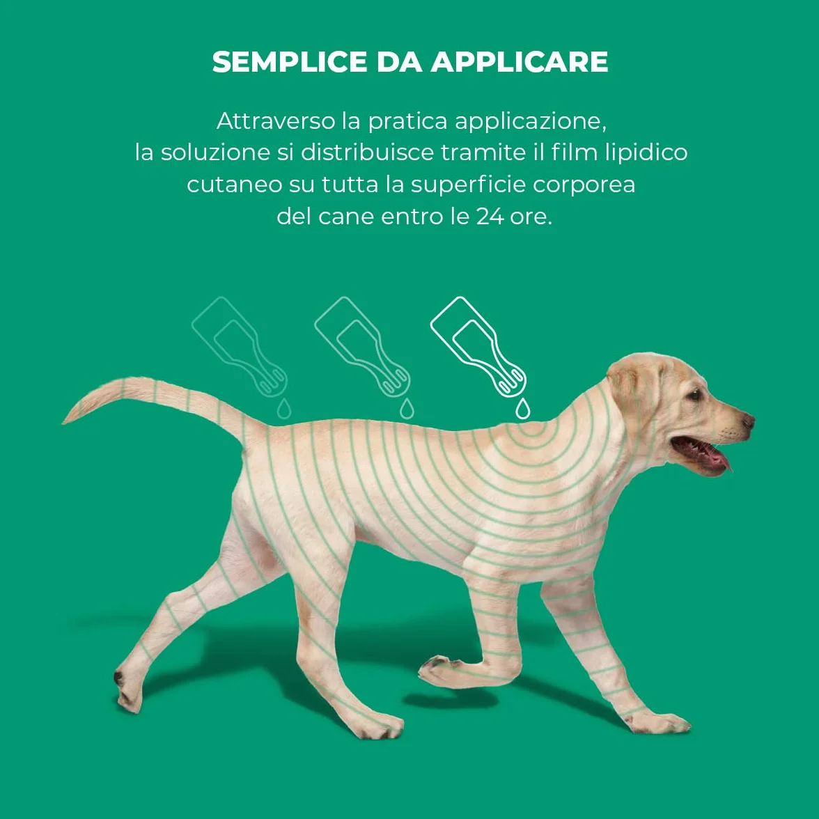 EXSPOT ANTIPARASSITARIO per Cani da 2,5 kg A 40 kg 6 Pipette ANTIPULCI ANTIZECCHE REPELLE ZANZARE Mosche E PIDOCCHI