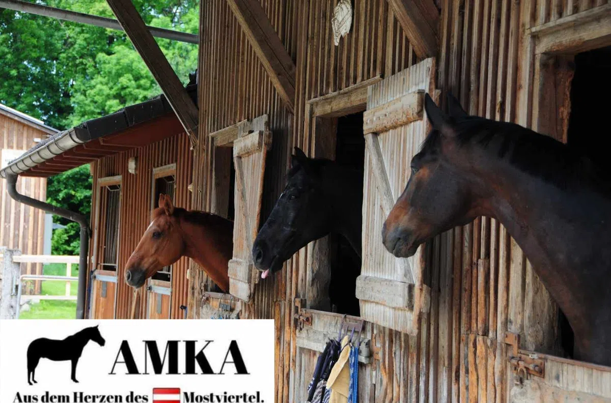 Amesbichler AMKA - Tracolla per sella in neoprene, per equitazione, colore: nero