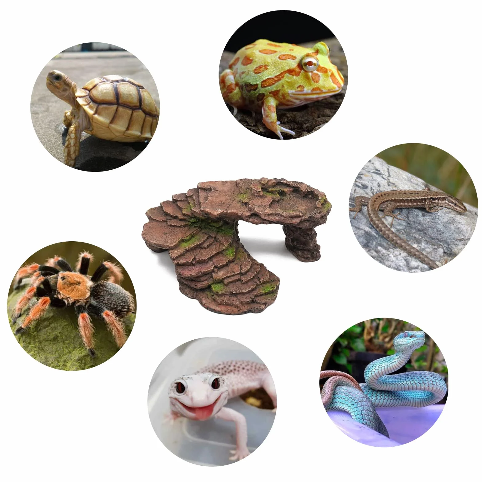 Piattaforma Tartarughe Acqua Grotta dei Rettili Geco Leopardino Grotta Salamandra Leopardo Geco Nascosto Rettile Grotta Drago Barbuto Rifugio Habitat Terrario Decorazione