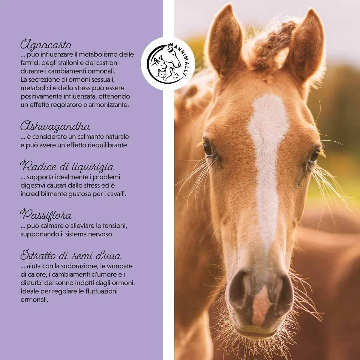 Annimally Liquido di Agnocasto per Cavalli 1000ml con Ashwagandha, Magnesio e Radice di Liquirizia – Per l'irrequietezza ormonale o il comportamento da calore nel cavallo