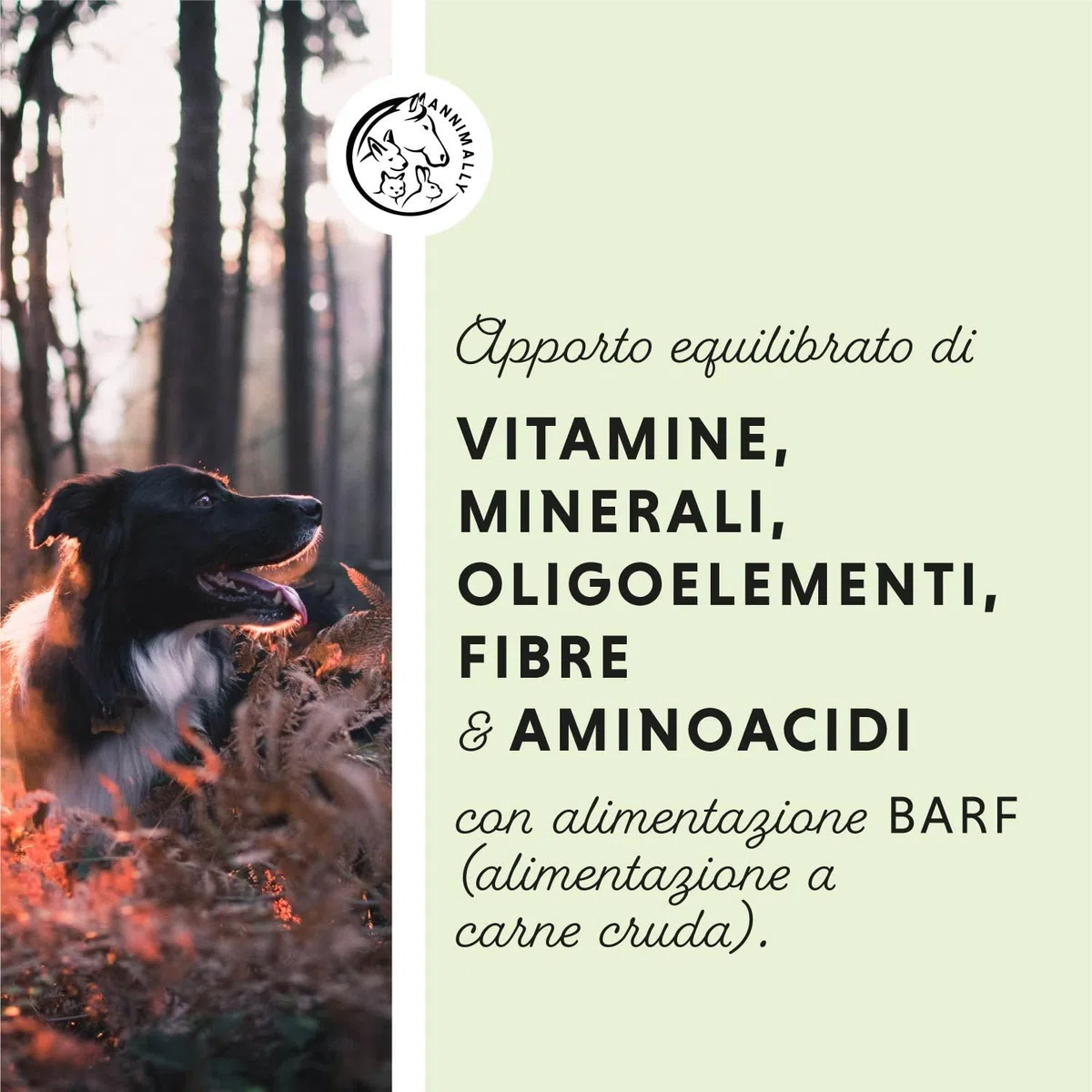 Barf Polvere Aggiuntiva per Cani 1 kg, Barf Complete Mix di Vitamine e Minerali per un'ottimale apporto di nutrienti - Integratore di Minerali per Cani con Verdure, Frutta e Vitamine