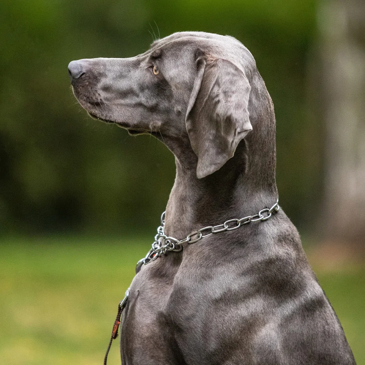 Sprenger 5254004855 - Collana a Maglia Corta, Regolabile, per Benessere Animale