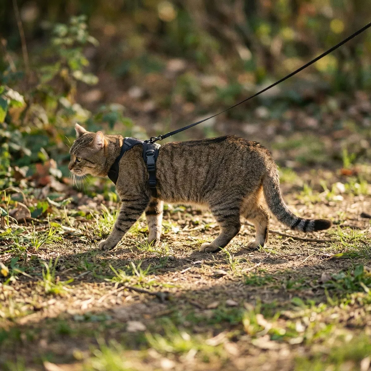 LucyBalu® Explorer Pettorina con guinzaglio e scomparto AirTag I Nero