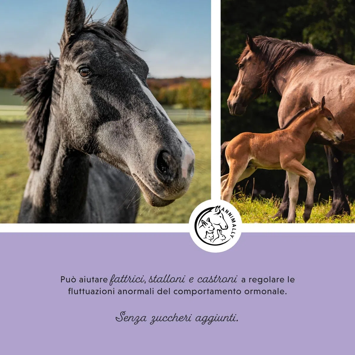 Annimally Liquido di Agnocasto per Cavalli 1000ml con Ashwagandha, Magnesio e Radice di Liquirizia – Per l'irrequietezza ormonale o il comportamento da calore nel cavallo