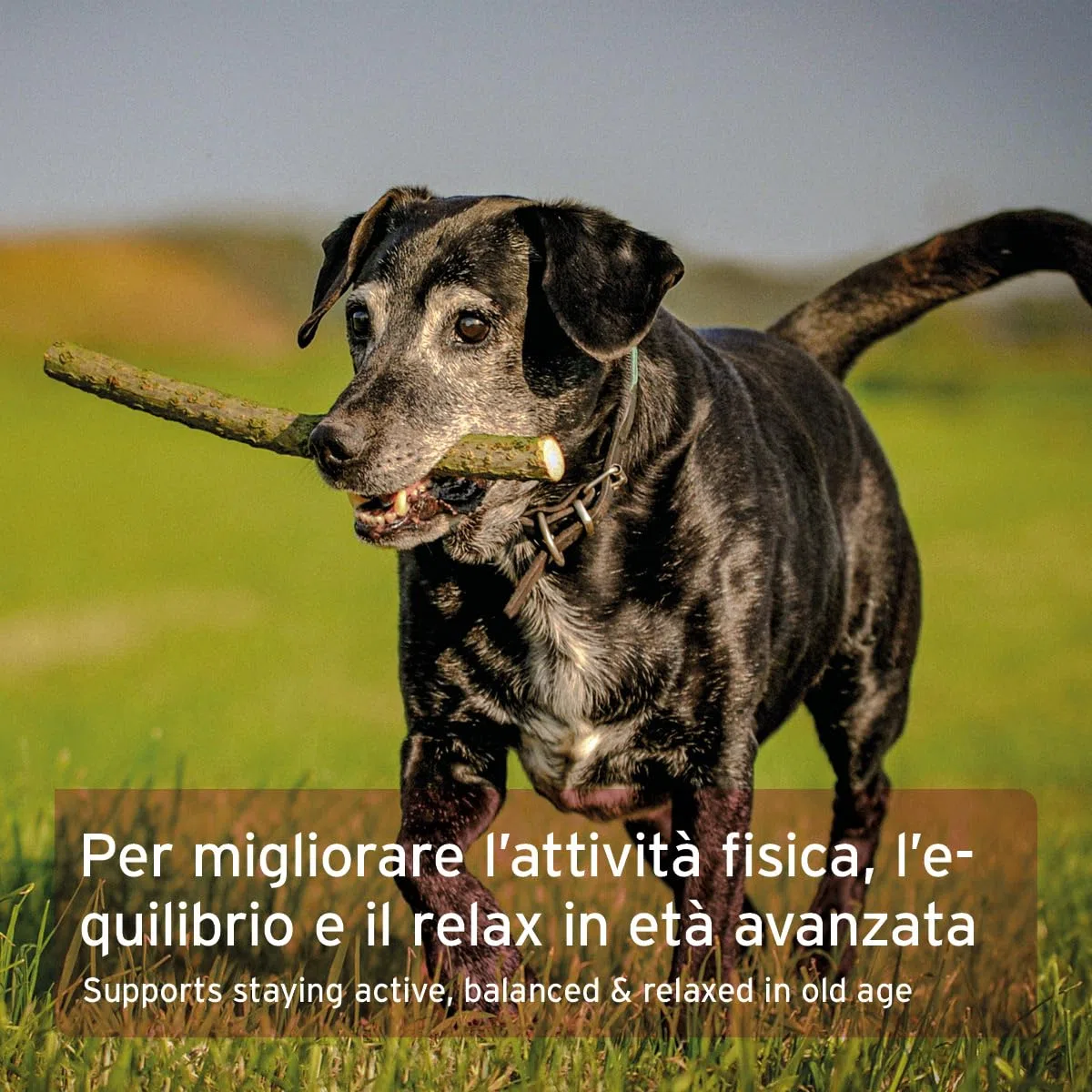 AniForte Senior Active Powder 250 g per Cani Anziani - minerali, aminoacidi e vitamine per Cani, Supporta la Memoria e la Funzione cardiaca, cozza dalle Labbra Verdi per la vitalità e l'agilità