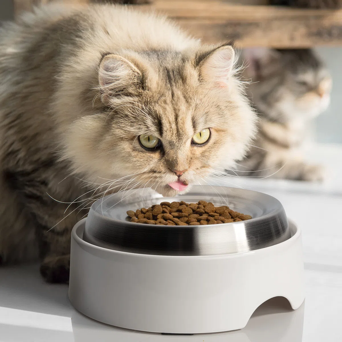 CatGuru Ciotole per gatti, ciotola per cibo per gatti da interni, allevia l'affaticamento dei baffi, ampia ciotola antiscivolo per animali domestici, piatto poco profondo per gattini (set da 2, in