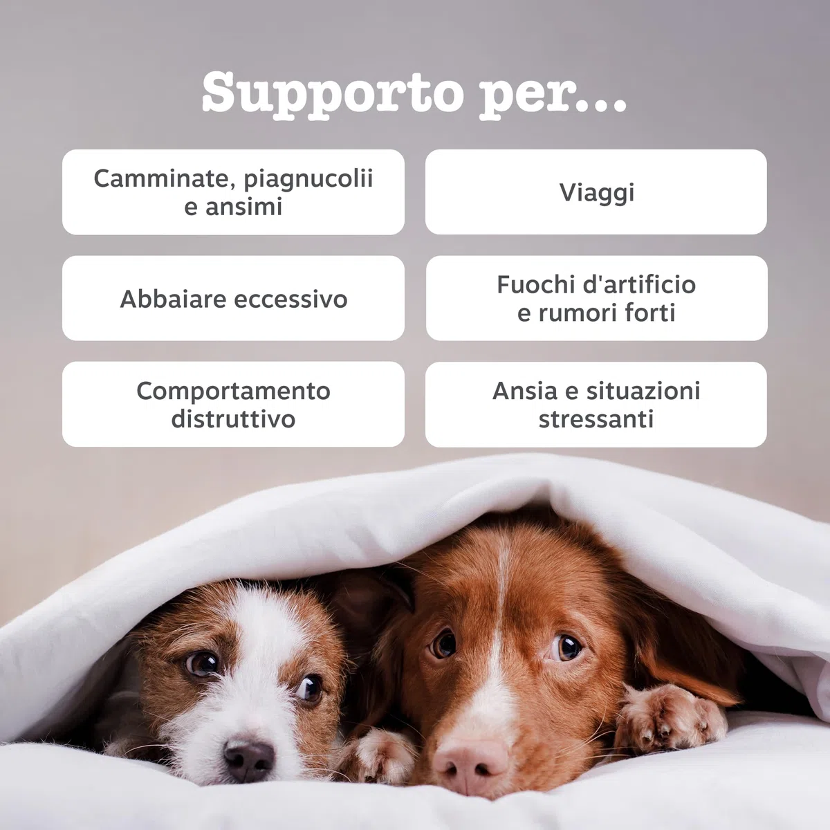 Zesty Paws Calming per Cani – Supporto per Ansia da Separazione, Stress e Iperattività – Favorisce Relax e Benessere – con Ashwagandha e L-Triptofano – Uso Quotidiano – 90 Bocconcini