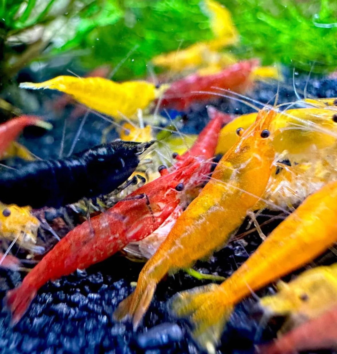 Neocaridina - Gamberetti vivi per Acquario, 10 Pezzi, Diversi Colori, gamberi vivi per Acquario, Misura 1-1,5 cm Aquarium Shrimps