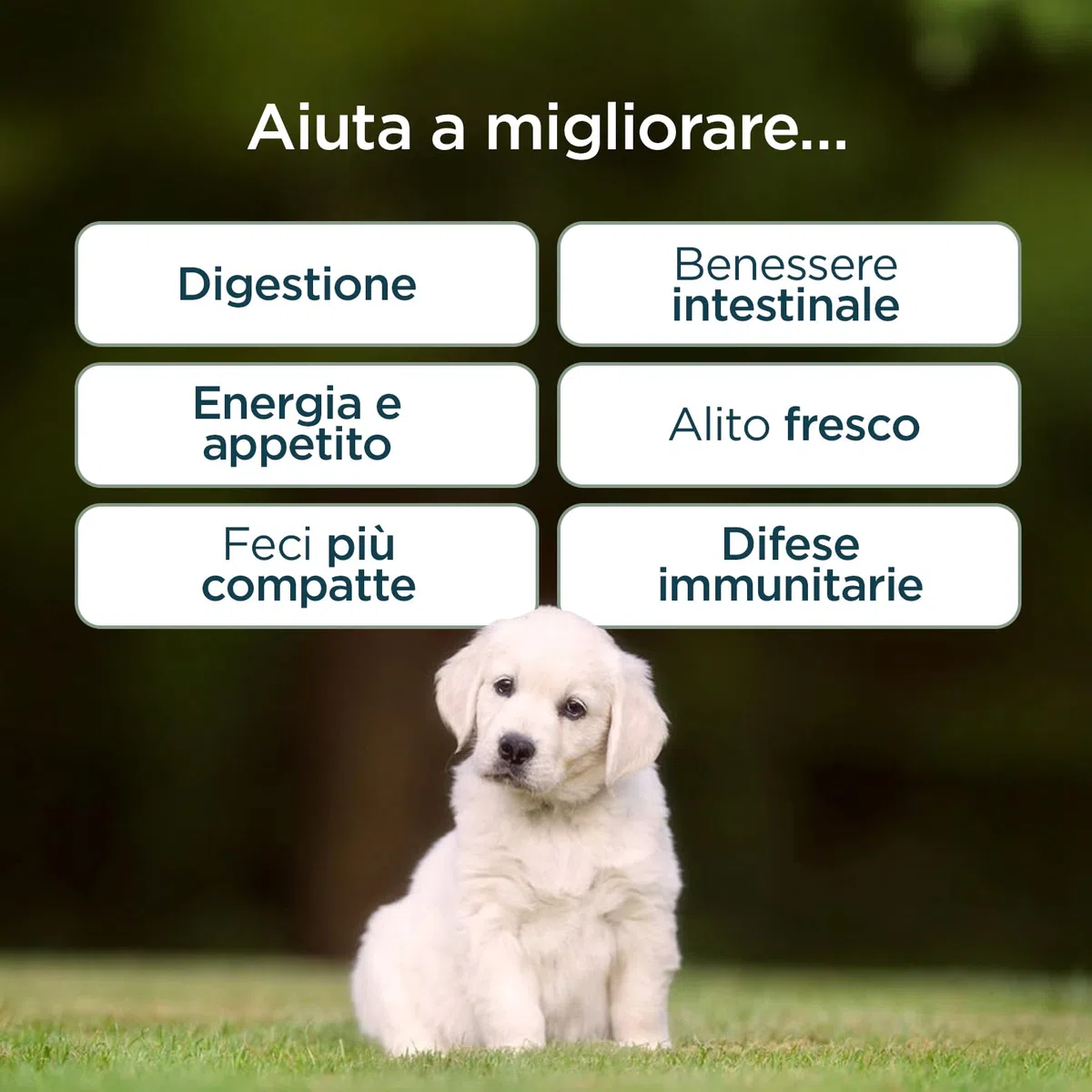 Probiotici Digestivi per Cani | Integratore con Pre, Pro & Post Biotici | Supporto Digestione, Flora Intestinale e Difese Naturali | 60 Bocconcini Gusto Manzo