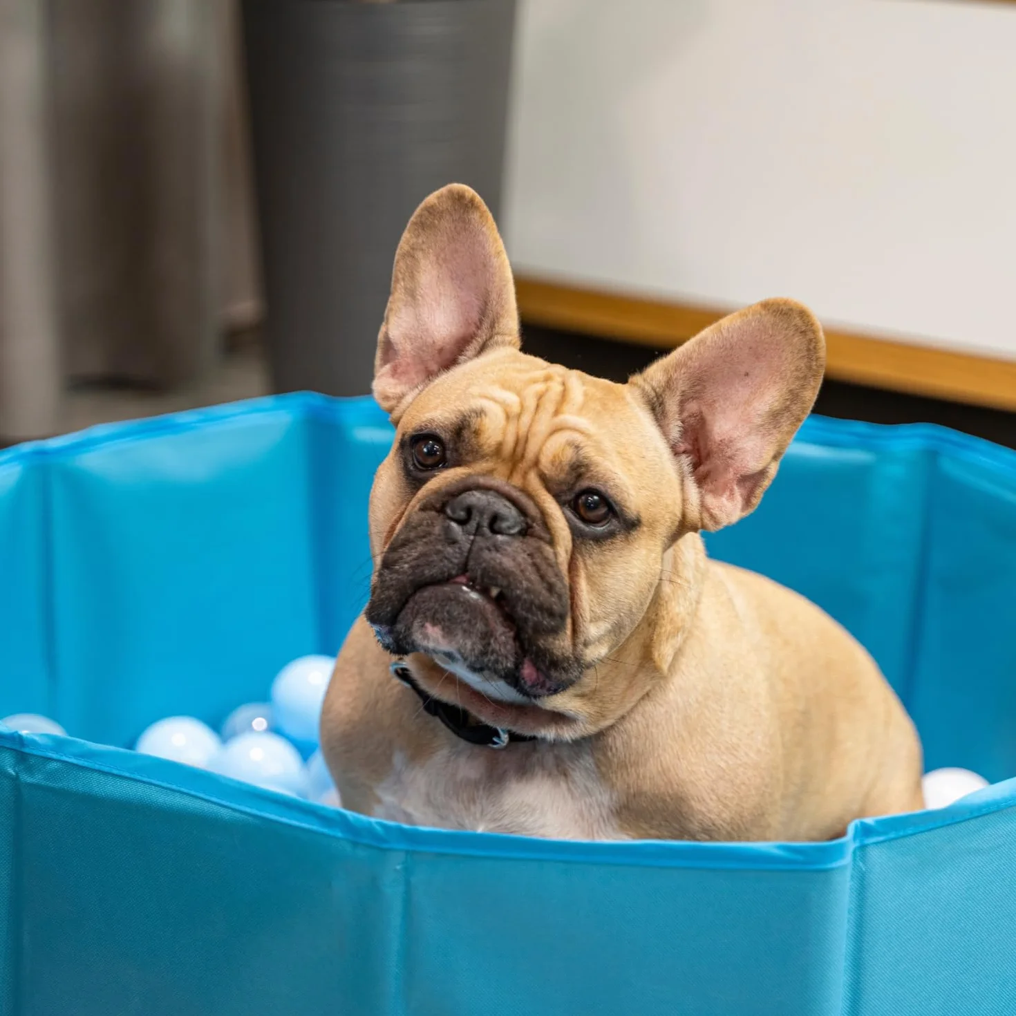 Piscina Pieghevole per Cani con Palline, Vasca da Bagno Asciutta per Animali, Rivestimento Sfoderabile E Lavabile, Blu: Blu/Giallo