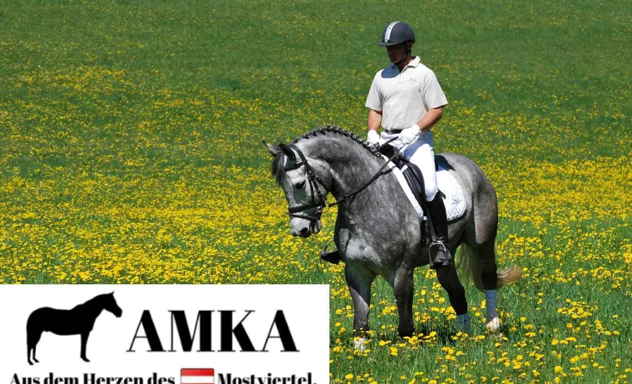 AMKA Baucher Trense Baucher - Dentatura massiccia, facile rotto