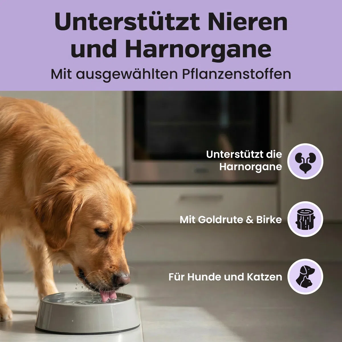 Alfavet Nephrostat (100 ml) – alimento complementare liquido per cani e gatti – supporto nutrizionale per vie urinarie e organi urinari – con verga d’oro, betulla, ortosifon e siringa dosatrice