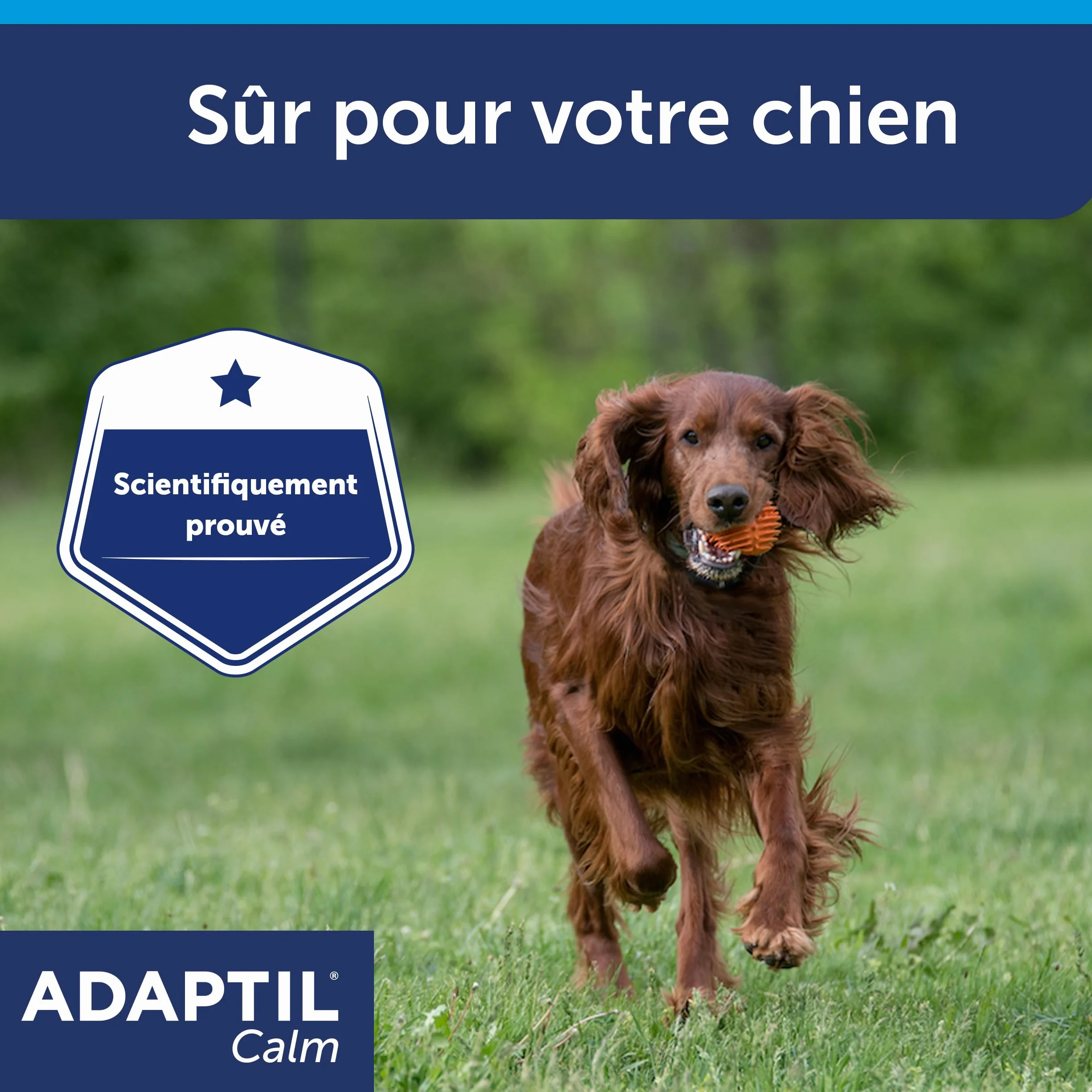 ADAPTIL Calm - Collare Antistress per Cani di Taglia Medio-Grande, Circonferenza Collo Fino a 62,5 cm