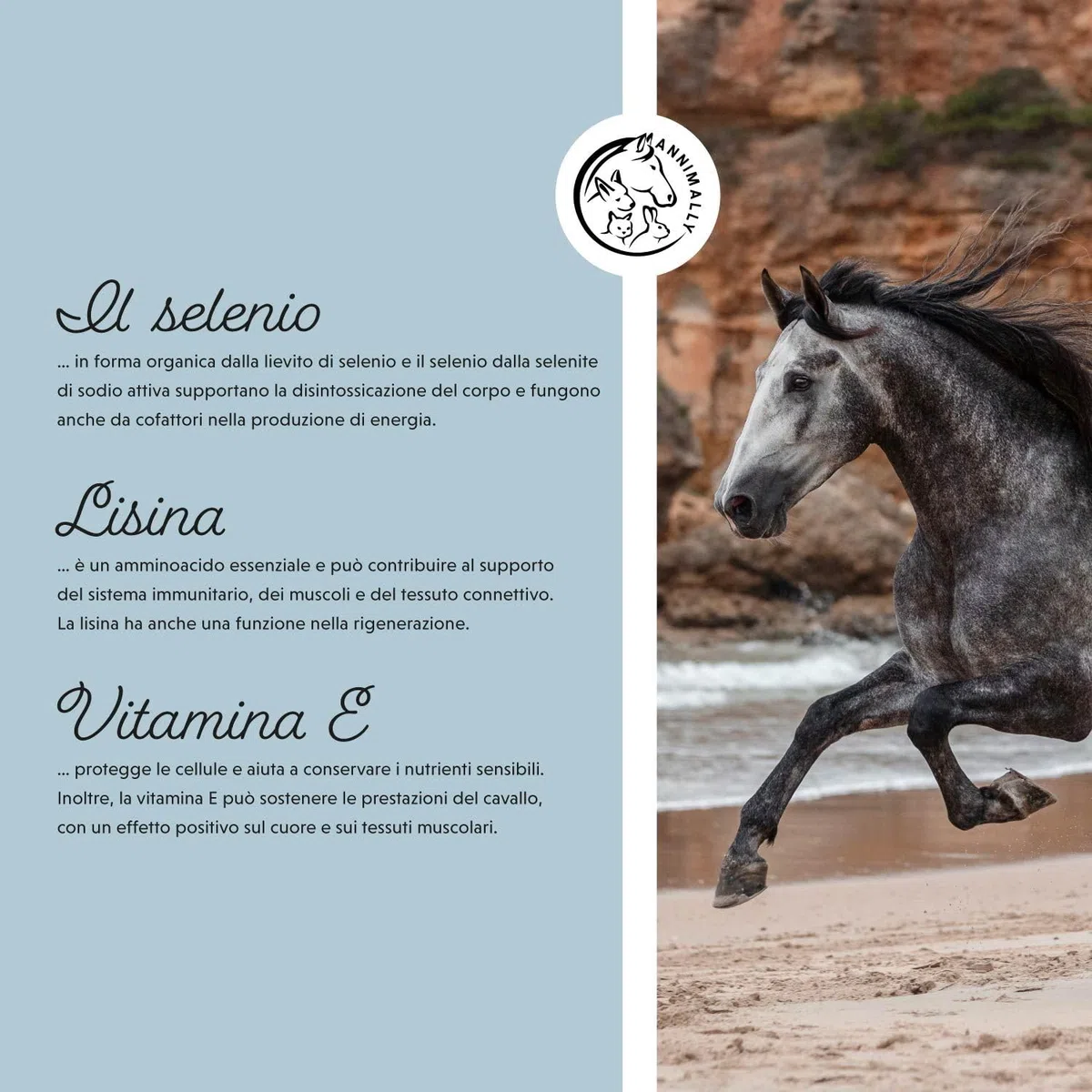 Annimally Selen, Vitamina E, L-Lisina in Polvere per Cavalli 800g - Complesso di Vitamina E, L-Lisina e Selenio per supportare la muscolatura e Le Prestazioni - Integratori per Cavalli