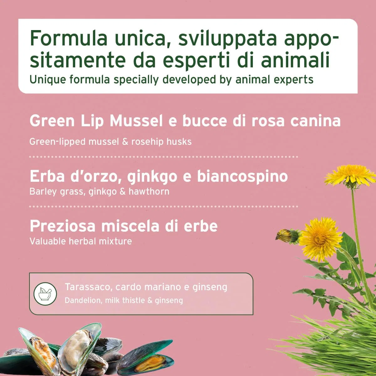 AniForte Senior Active Powder 250 g per Cani Anziani - minerali, aminoacidi e vitamine per Cani, Supporta la Memoria e la Funzione cardiaca, cozza dalle Labbra Verdi per la vitalità e l'agilità
