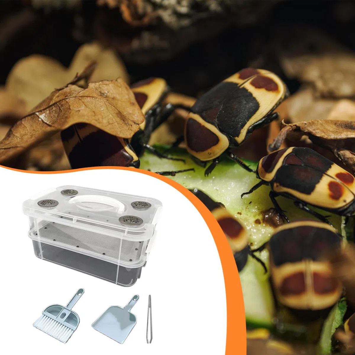 Mealworm Breeding Box Contenitore Allevamento Vermi Scatola Trasparente Ventilata con Setaccio Facile Pulizia Design Impilabile Adatto per Trasporto O, Rete Fine