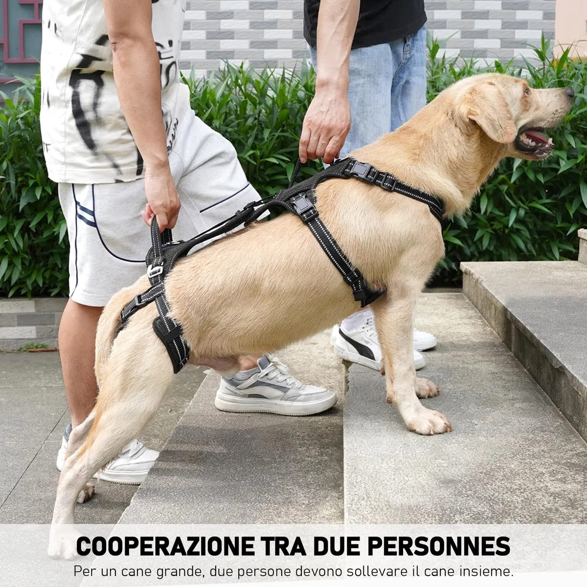 COODEO Imbracatura per Cani, Supporto e Fodera per Passeggio, Gilet di Riabilitazione per Zampe Posteriori, Trasportino per Cani Anziani con Infortuni e Artrite, Aiuto per Salire le Scale. (Nero, XL)