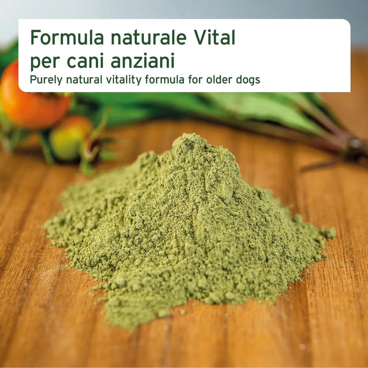AniForte Senior Active Powder 250 g per Cani Anziani - minerali, aminoacidi e vitamine per Cani, Supporta la Memoria e la Funzione cardiaca, cozza dalle Labbra Verdi per la vitalità e l'agilità