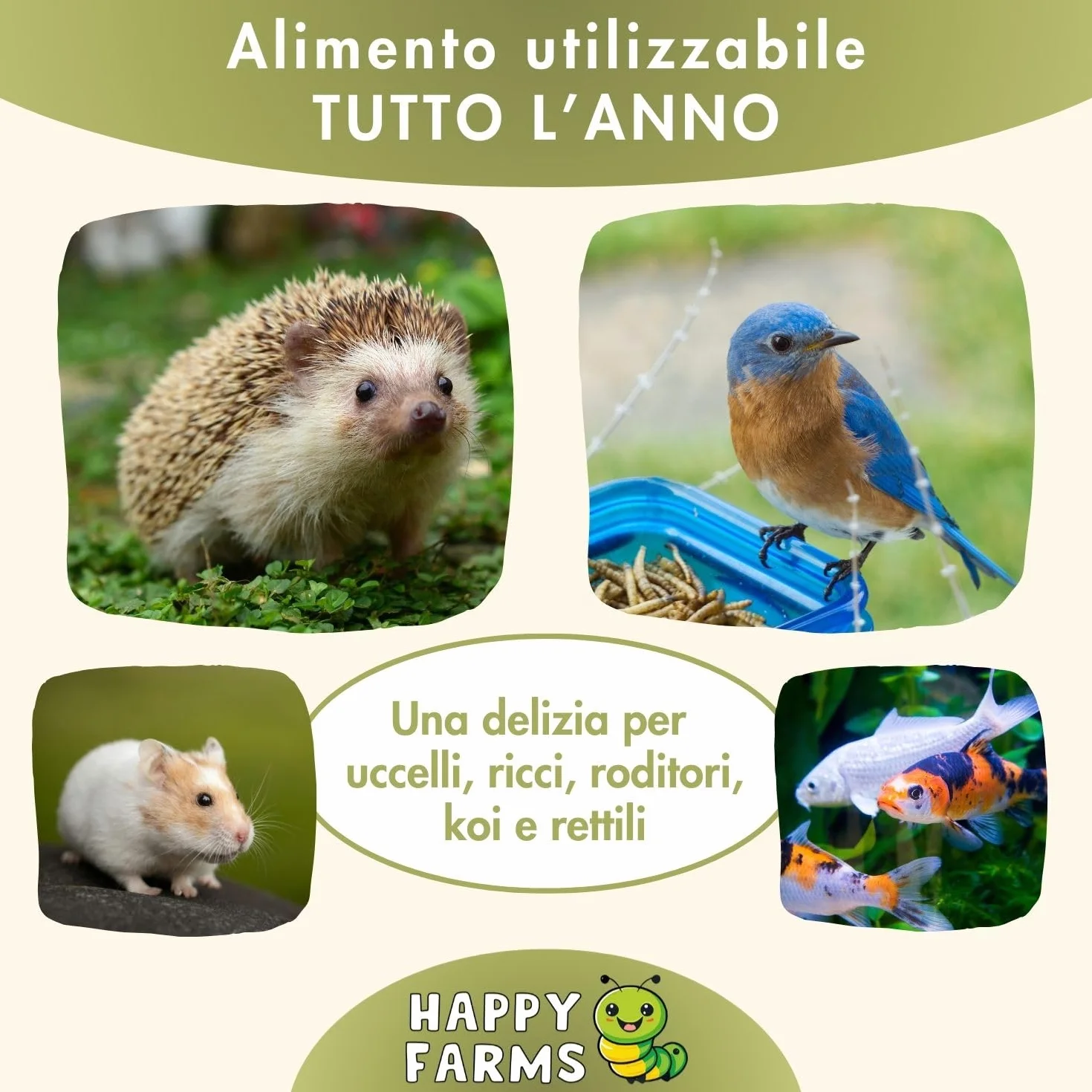 Larve di mosca soldato essiccate – Più calcio rispetto ai vermi della farina! 5 kg di cibo per insetti per uccelli selvatici, pesci e ricci