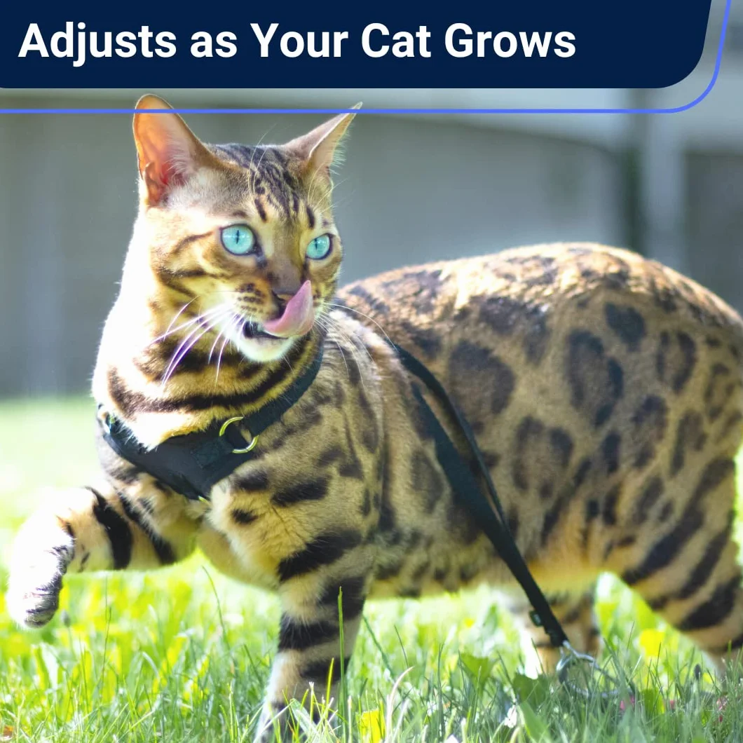 Houdini™ - Set di pettorina e guinzaglio per gattini in pelle vegana, a prova di fuga, di OutdoorBengal per gattini che camminano (S)