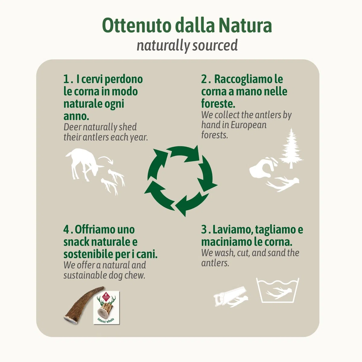ChronoBalance-XXL Corno di Cervo per Cani, Confezione da 1, 100% Naturale, Pezzi Interi, Cura Dentale, Giocattolo per Cani, Ricco di Minerali e Nutrienti, Lunga Durata
