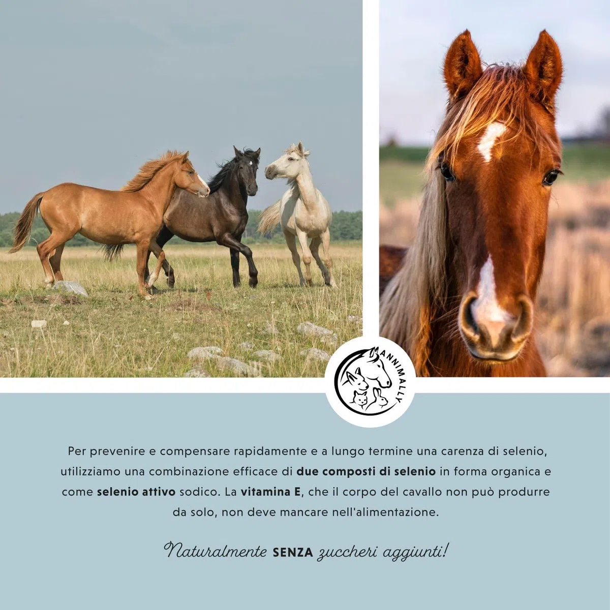 Annimally Selen, Vitamina E, L-Lisina in Polvere per Cavalli 800g - Complesso di Vitamina E, L-Lisina e Selenio per supportare la muscolatura e Le Prestazioni - Integratori per Cavalli