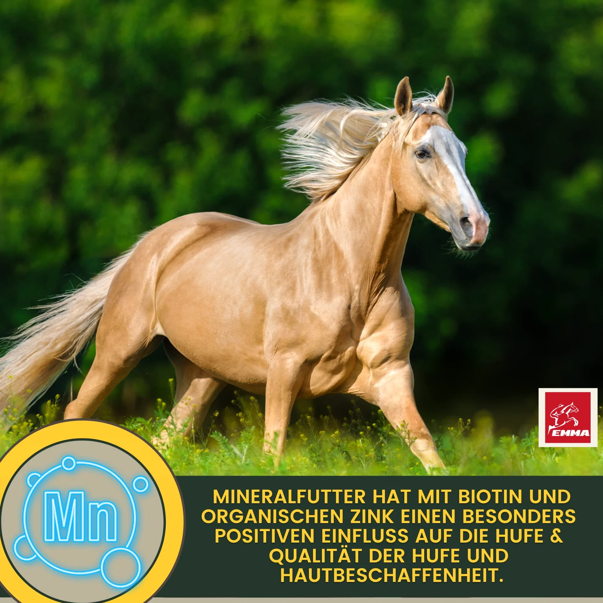 Vitamine Minerali Cavalli mangime cavalli Complesso mangimi supplementari B-vitamine e A,E,C,D, biotina, zinco, selenio, lievito di birra, crescita degli zoccoli e pelo lucido, senior 5 Kg