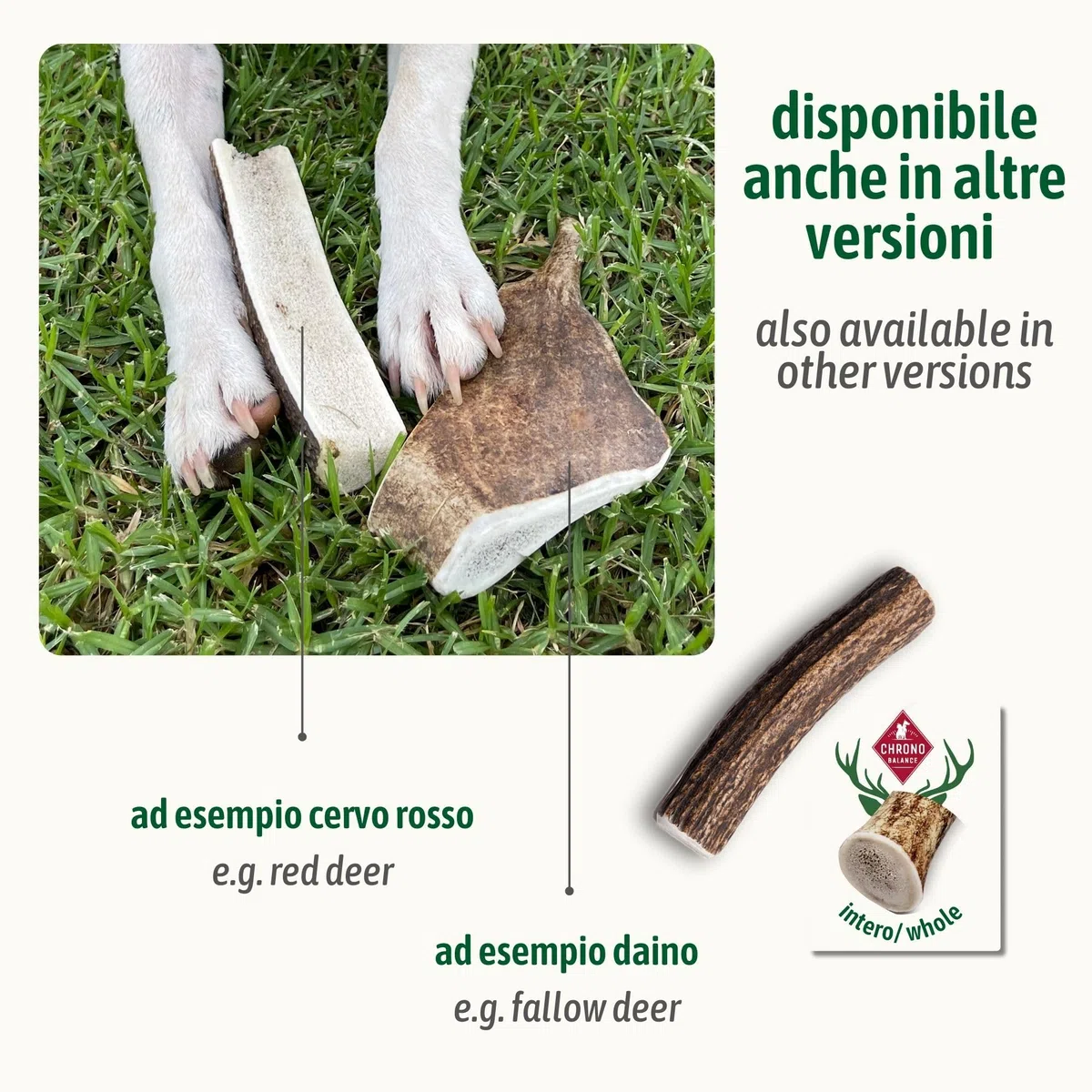 ChronoBalance-XXL Corno di Cervo per Cani, Confezione da 1, 100% Naturale, Pezzi Interi, Cura Dentale, Giocattolo per Cani, Ricco di Minerali e Nutrienti, Lunga Durata
